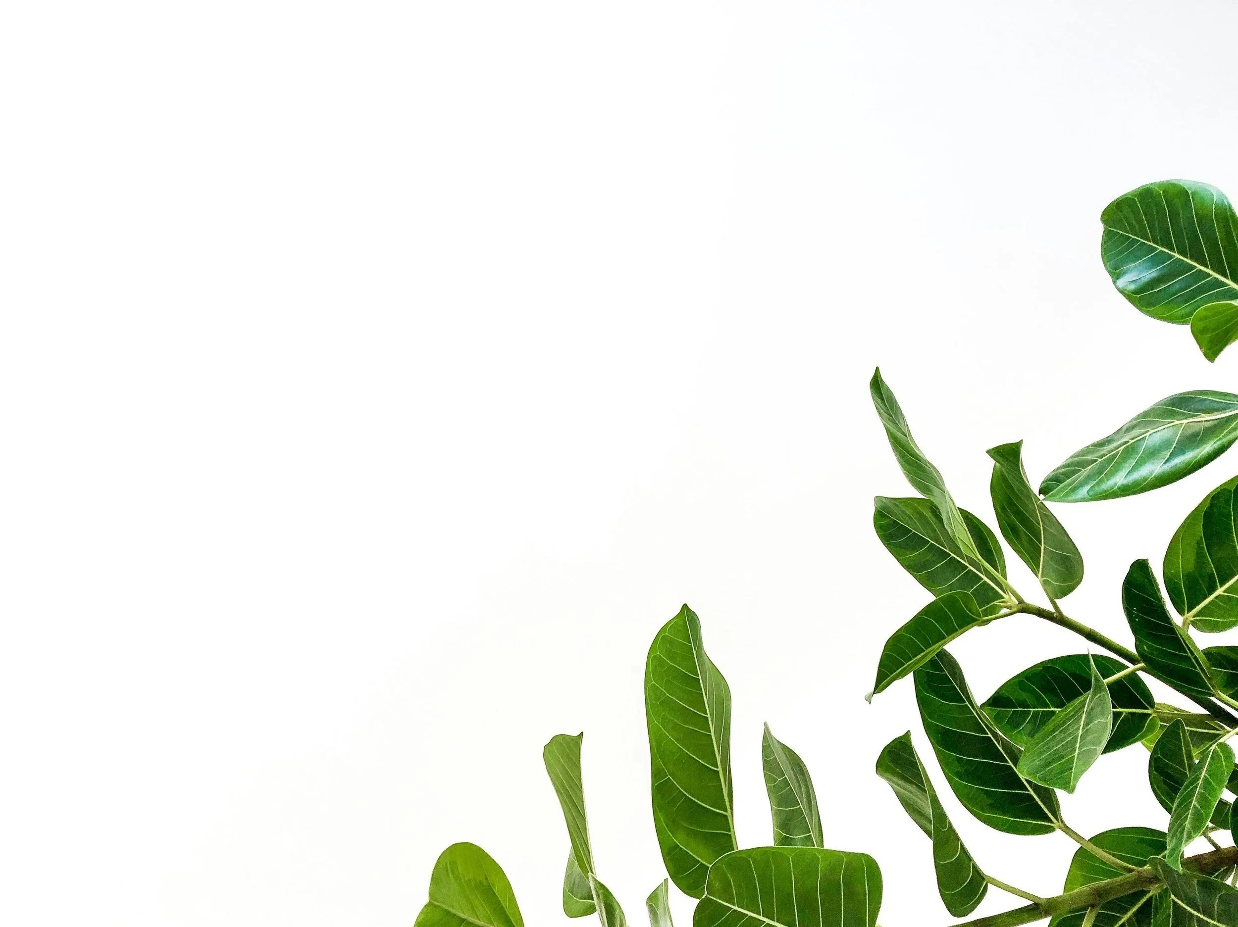 Bright green leaves reaching into the light